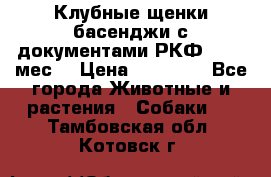 Клубные щенки басенджи с документами РКФ - 2,5 мес. › Цена ­ 20 000 - Все города Животные и растения » Собаки   . Тамбовская обл.,Котовск г.